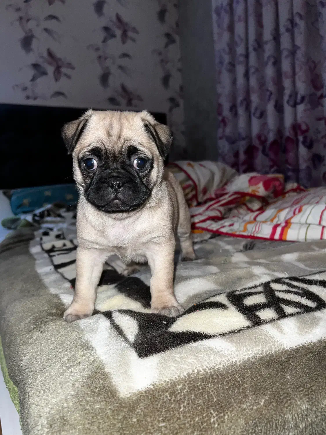 سگ پاگ|سگ|تهران, شهرک آزادی|دیوار