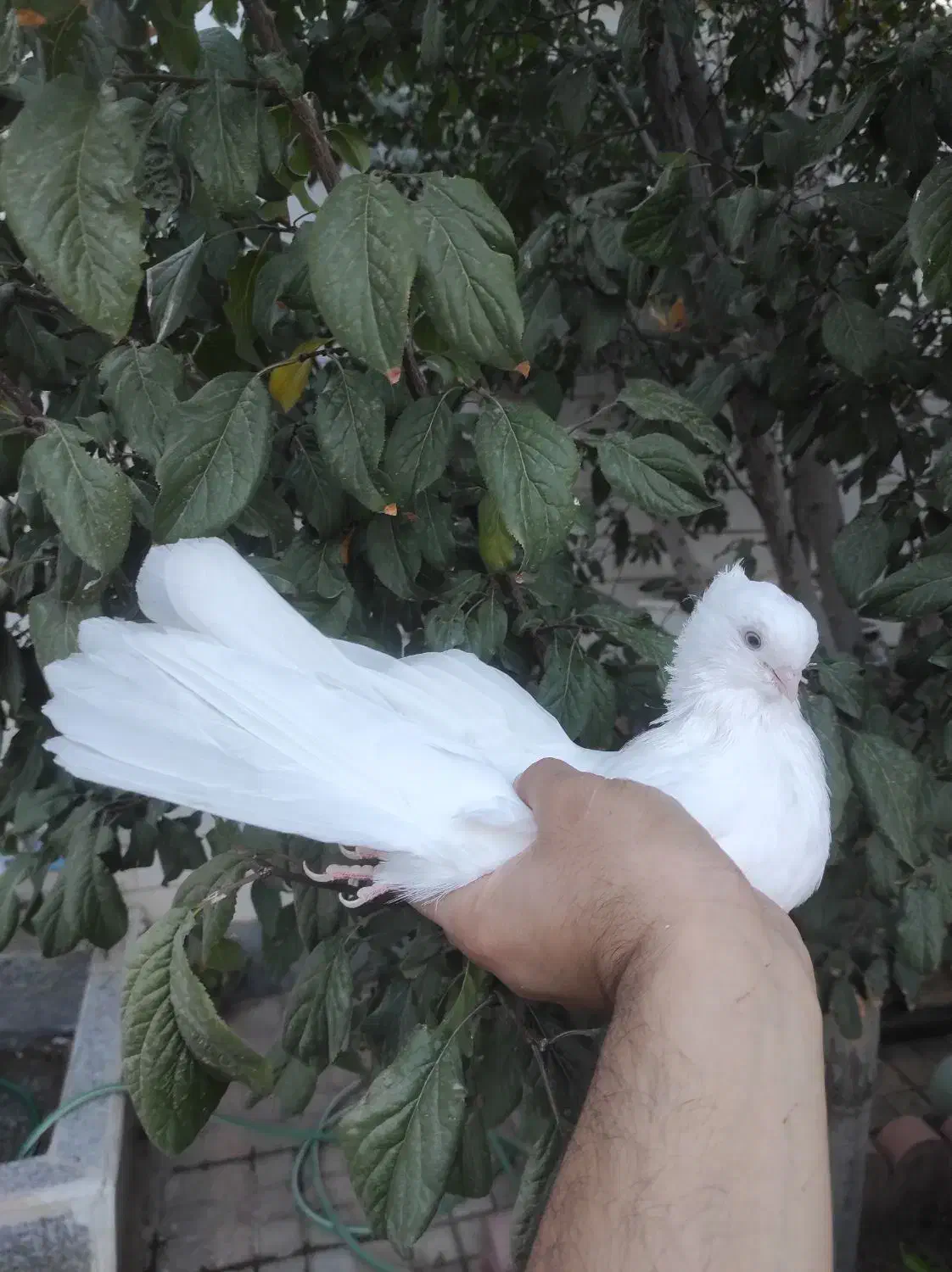 کبوتر|پرنده|مرند, |دیوار