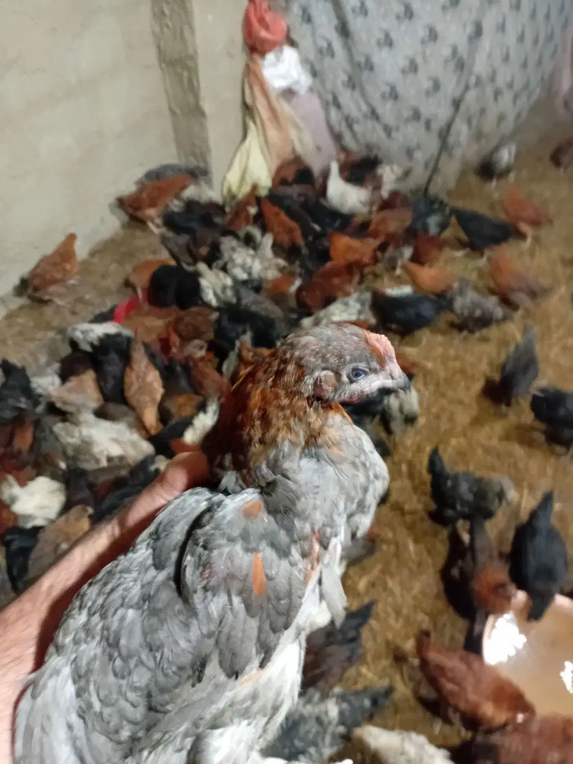 ۱۷۰۰۰۰|حیوانات مزرعه|شفت, |دیوار