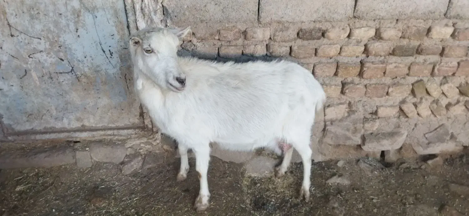بزسانن|حیوانات مزرعه|طاغنکوه, |دیوار