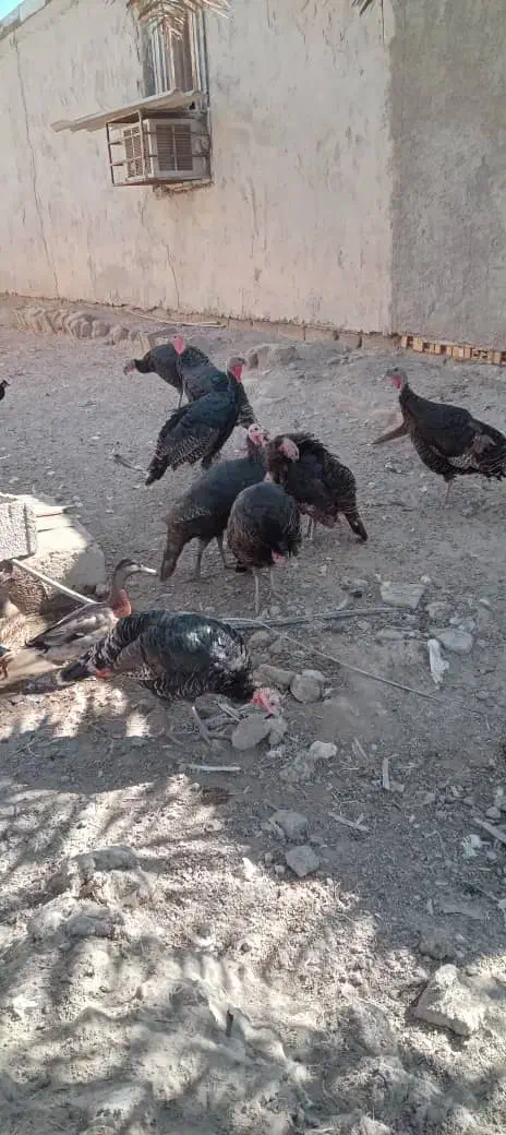 ابو قلمون|حیوانات مزرعه|شادگان, |دیوار