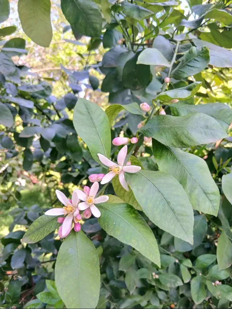 خانه سرا ۱۴۰۰ متری کامل مسکونی / سند دار شیرگاه|فروش خانه و ویلا|شیرگاه, |دیوار