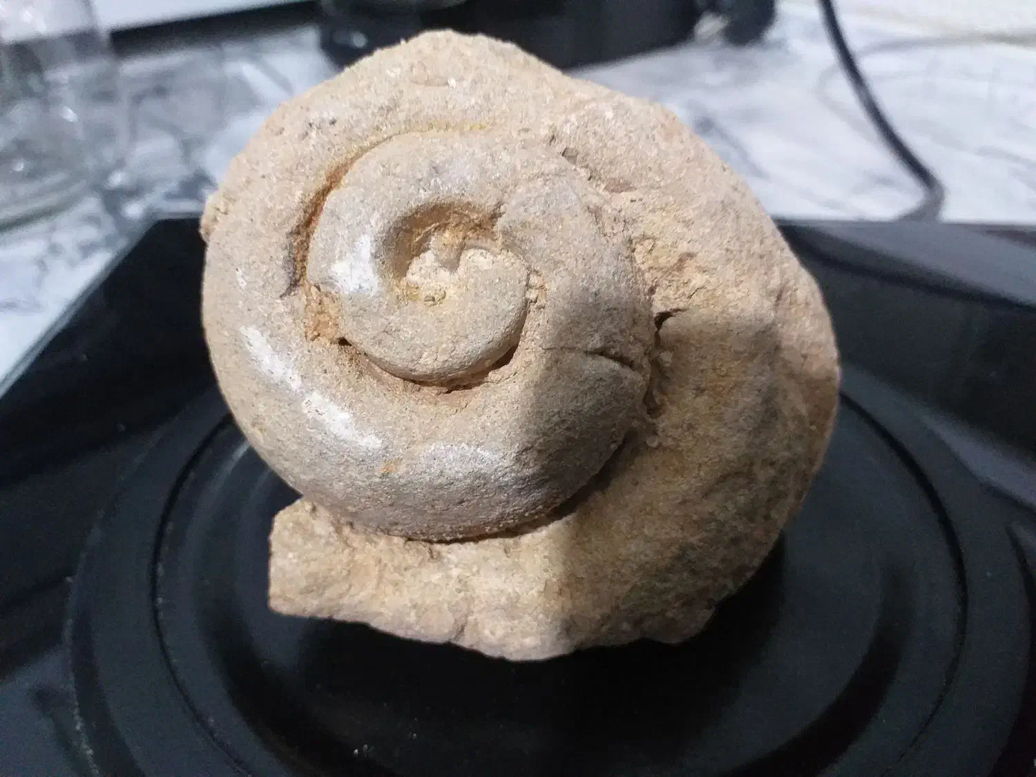 فسیل حلزون قدمت بالای ۲۰ هزارسال|کلکسیون اشیاء عتیقه|اراک, |دیوار