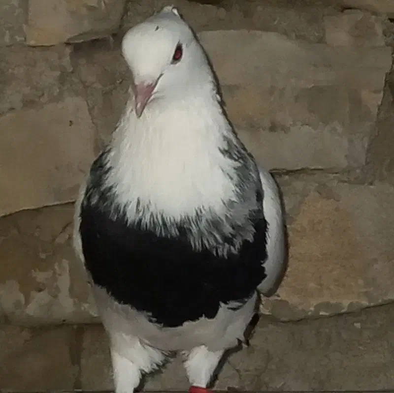 طوقی|پرنده|مینودشت, |دیوار