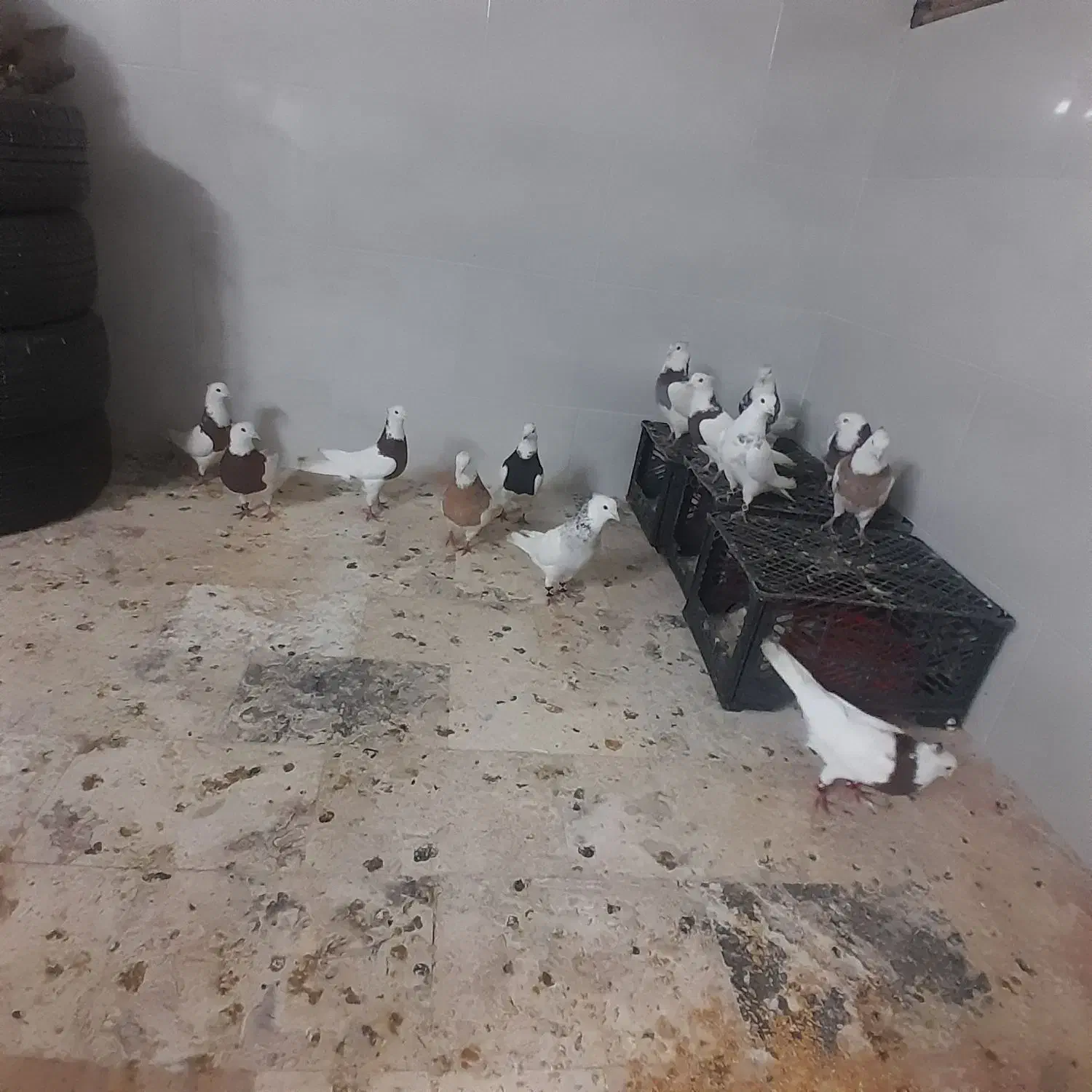 فروش طوقی|پرنده|اردکان, |دیوار