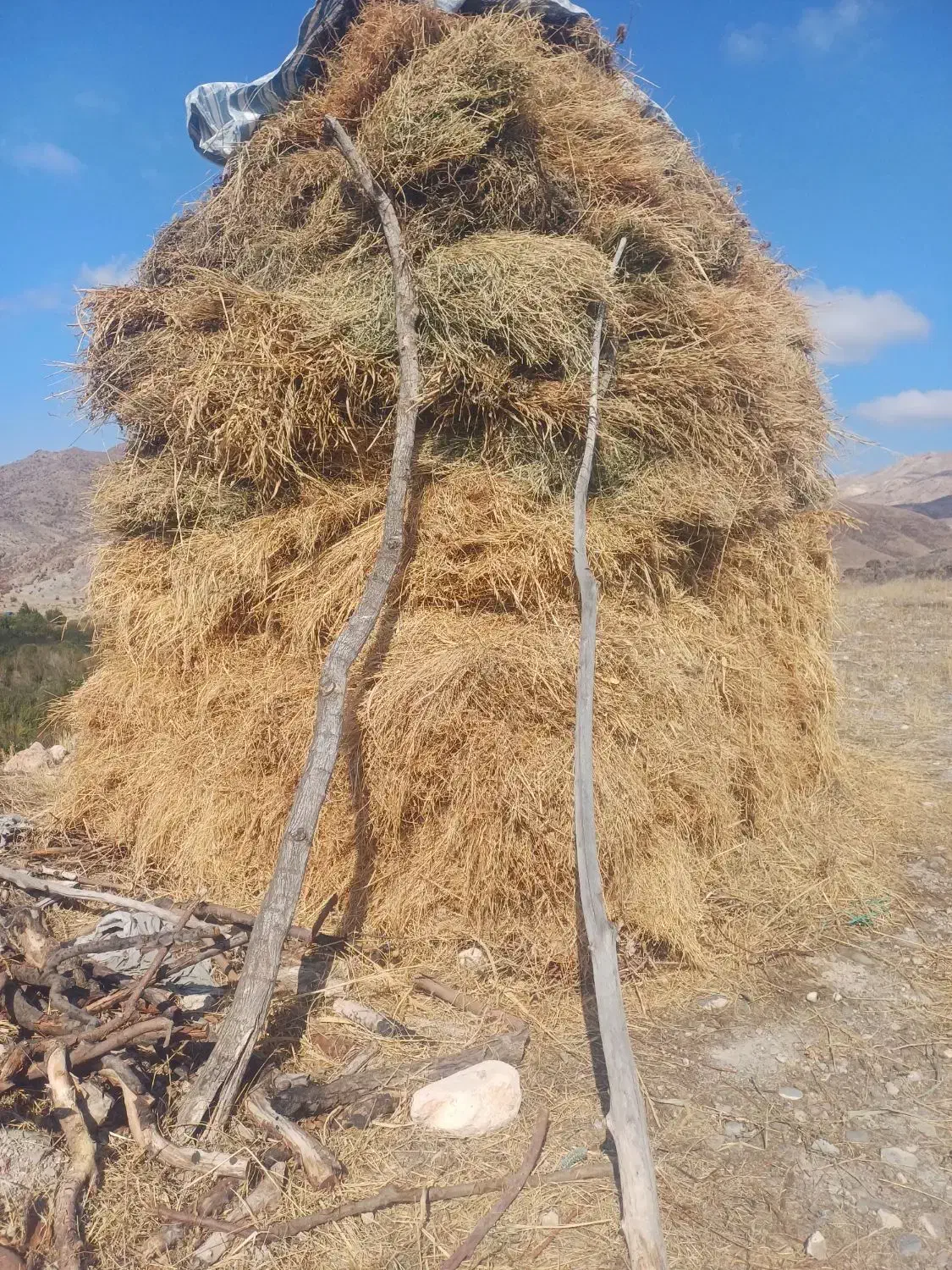 فروش علوفه|خدمات باغبانی و درختکاری|مشگین شهر, |دیوار