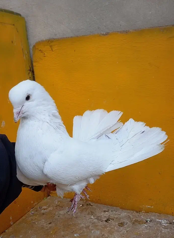 کبوتر گره بند|پرنده|کوهدشت, |دیوار