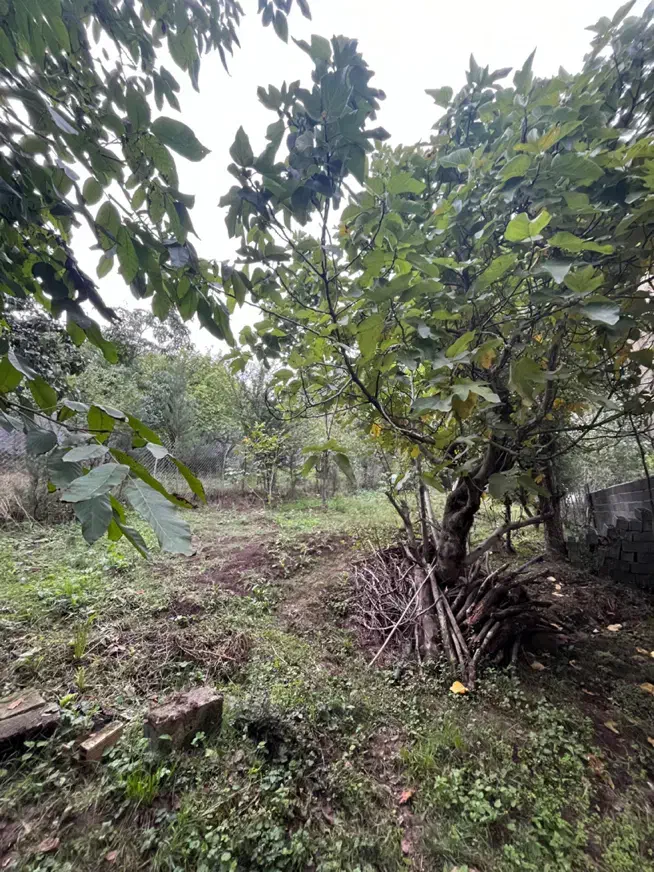 فروش زمین ۳۶۵ متر|فروش زمین و ملک کلنگی|توتکابن, |دیوار