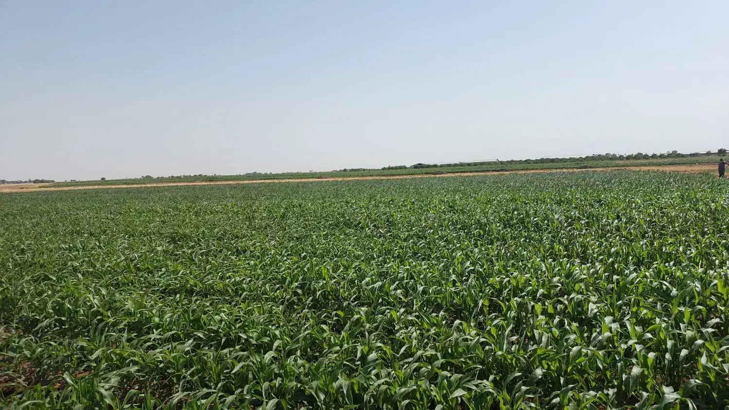 ۳۰۰۰۰ متر زمین کشاورزی روستای فارسیان|فروش دفتر صنعتی، کشاورزی، تجاری|دشتابی, |دیوار