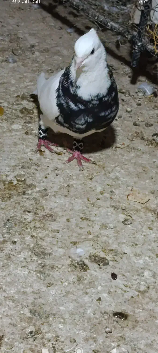 طوقی شادگان|پرنده|شادگان, |دیوار