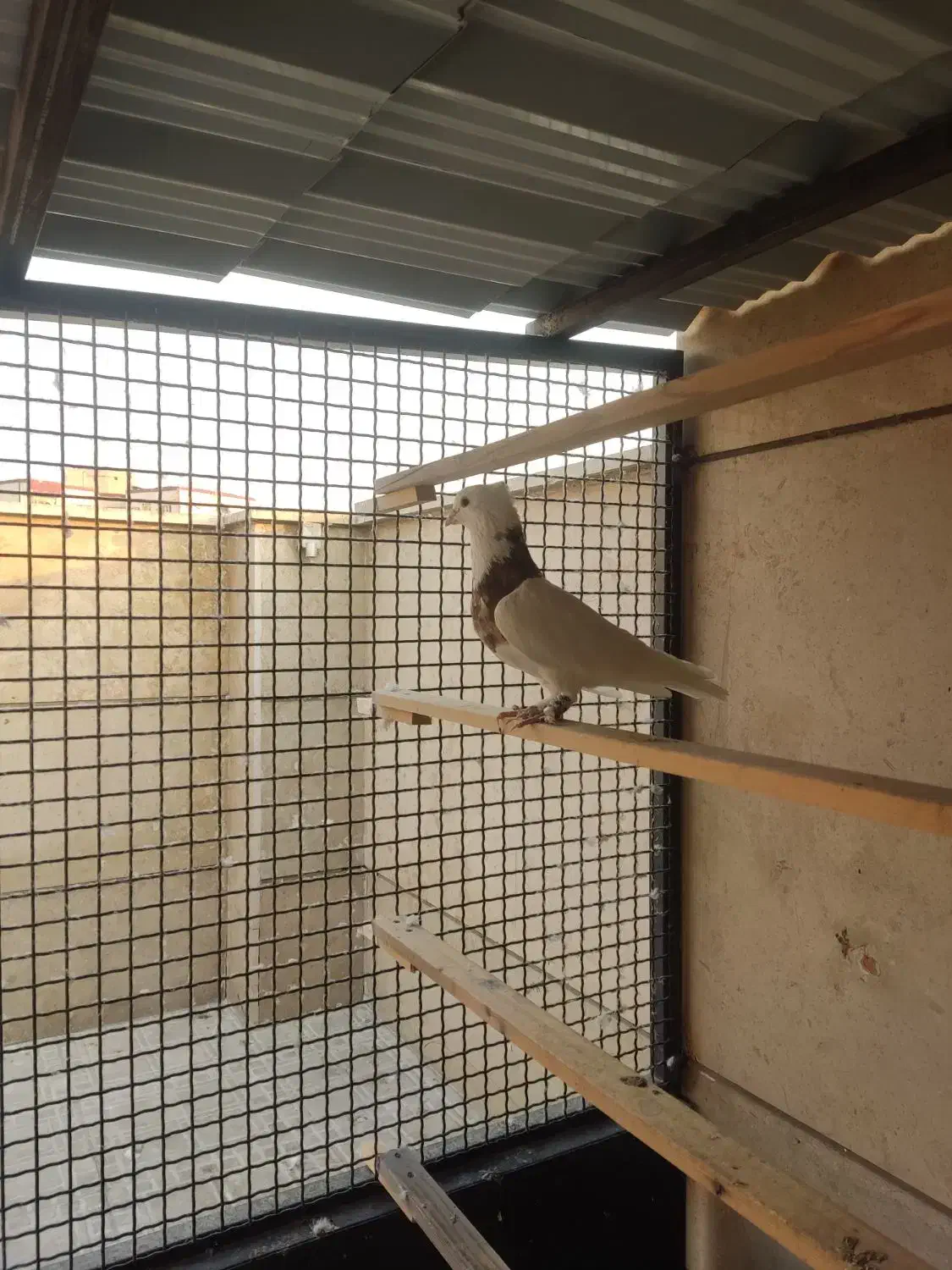 نر طوقی کاکلی بدون غلط|پرنده|تهران, افسریه شمالی|دیوار