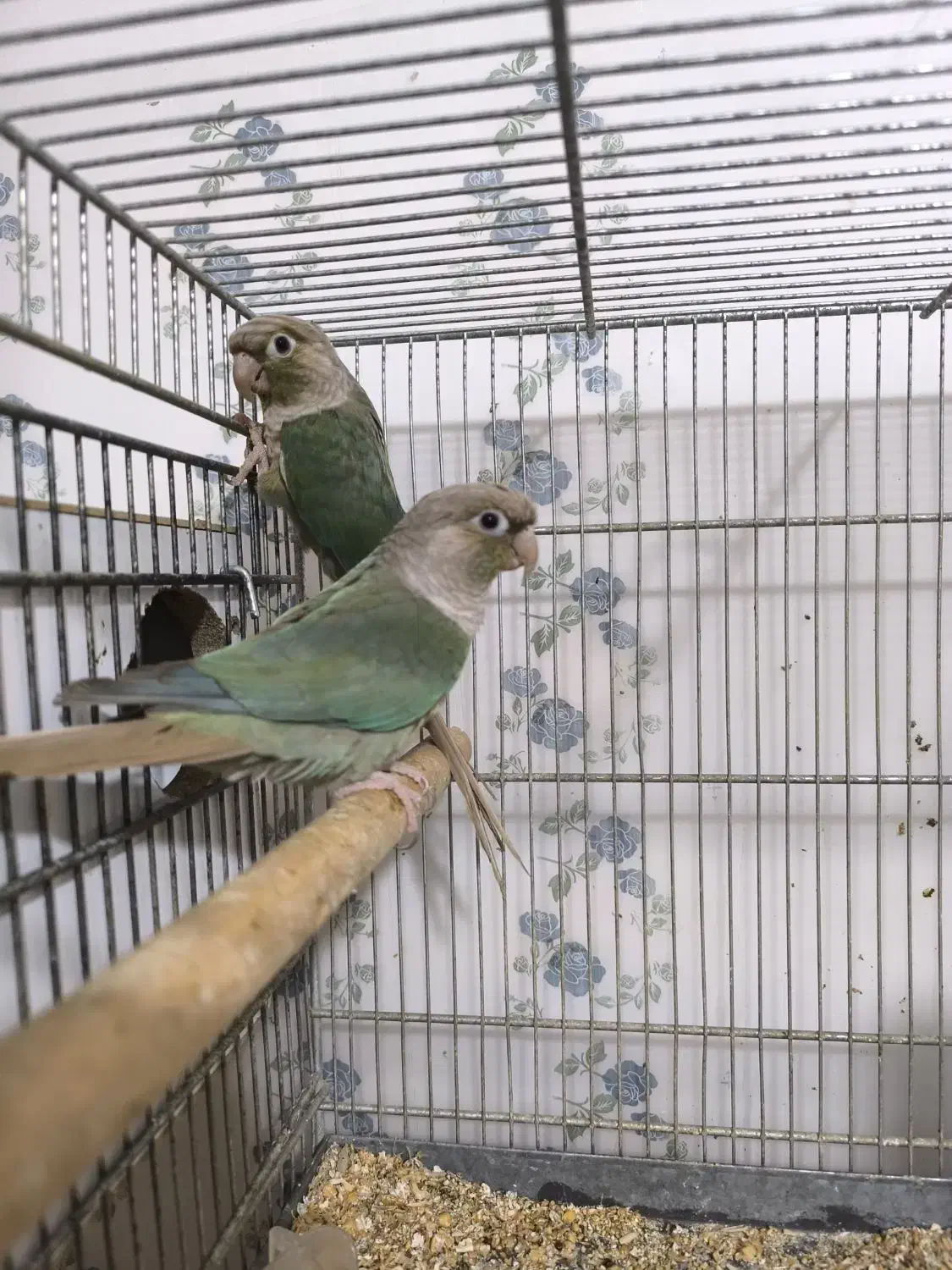 جفت گرینچیک پاین اپل|پرنده|اهواز, زندوکیلی|دیوار