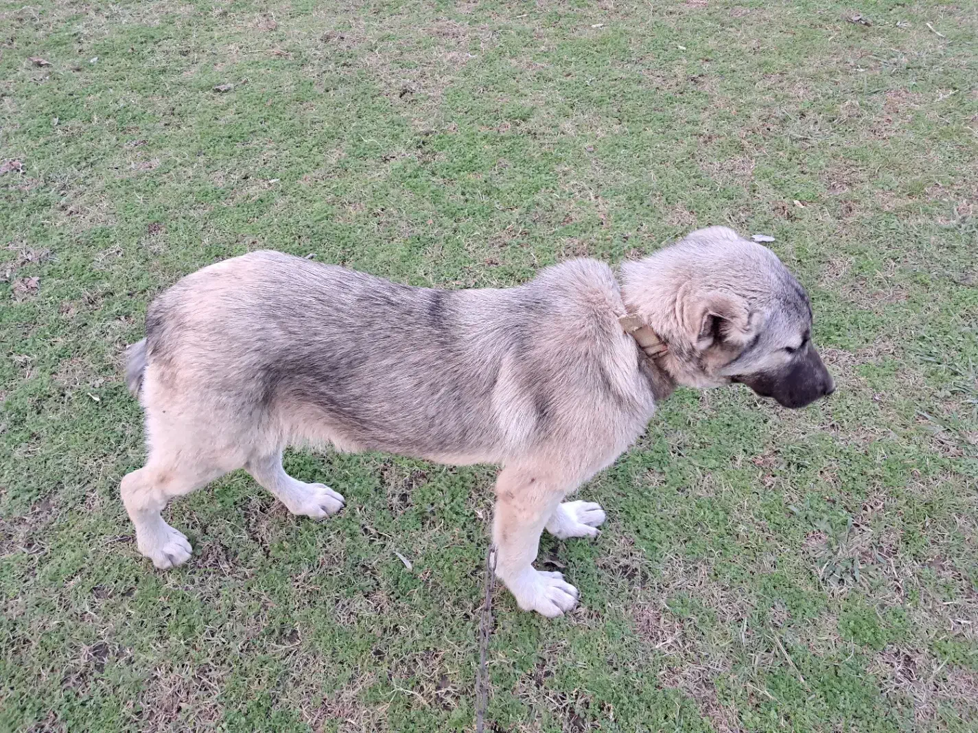 فروش|سگ|شاندرمن, |دیوار