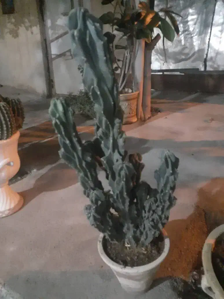 کاکتوس|گل و گیاه طبیعی|شبستر, |دیوار