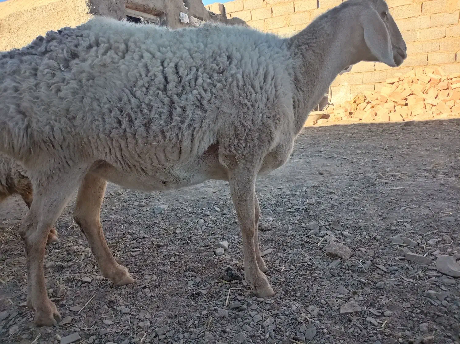 کابر چینی  قندوزی|حیوانات مزرعه|درمیان, |دیوار