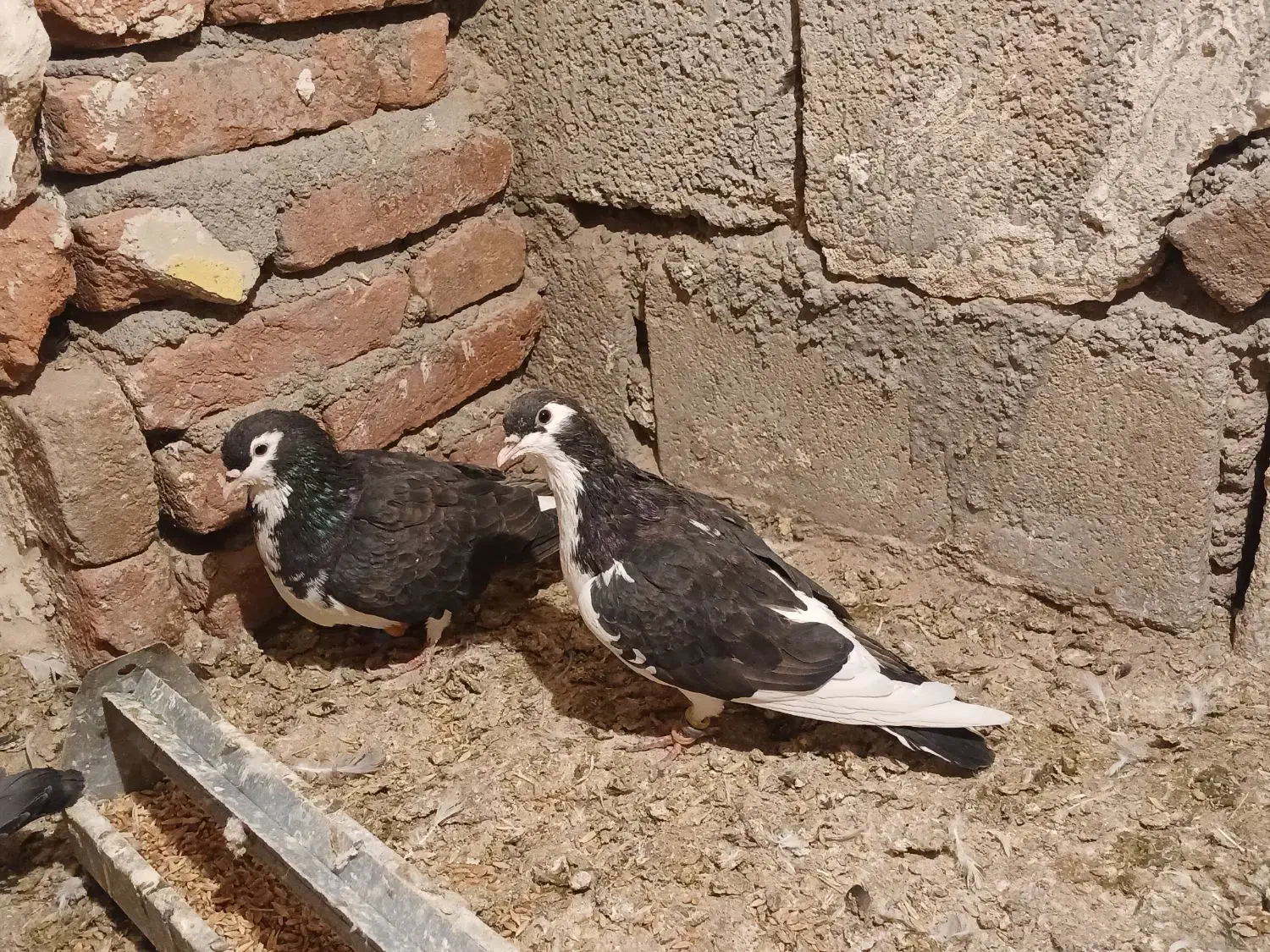 فروش کبوتر|پرنده|خسروشاه, |دیوار