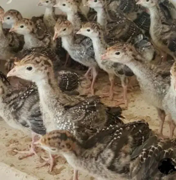 جوجه بوقلمون و برهما و سلطان یکروزه|حیوانات مزرعه|ورامین, خیر آباد|دیوار