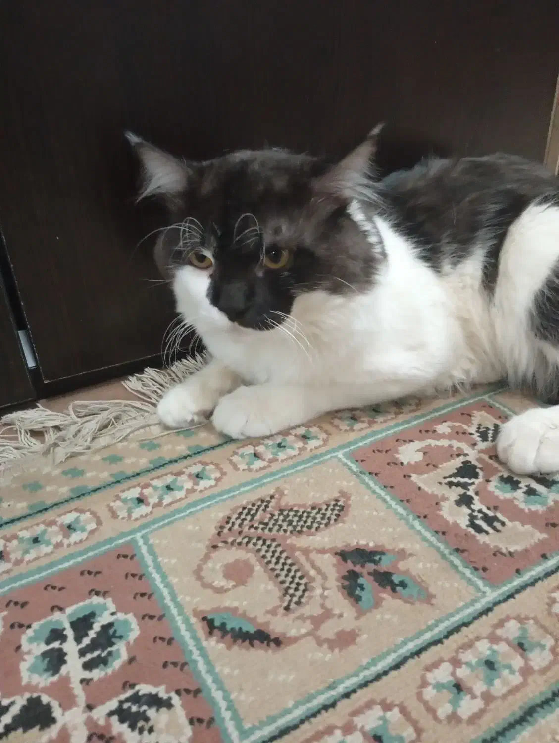 گربه پرشین|گربه|بندرعباس, |دیوار