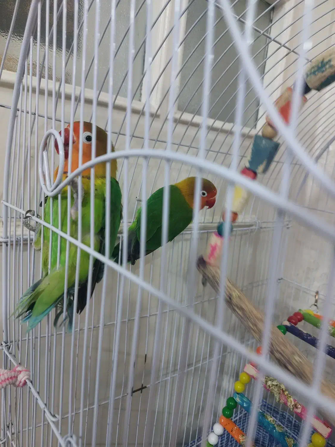 یک جفت کوتوله نر ماده سالم بازیگوش خوش رنگ۱۳۰۰|پرنده|مشهد, آزادشهر|دیوار