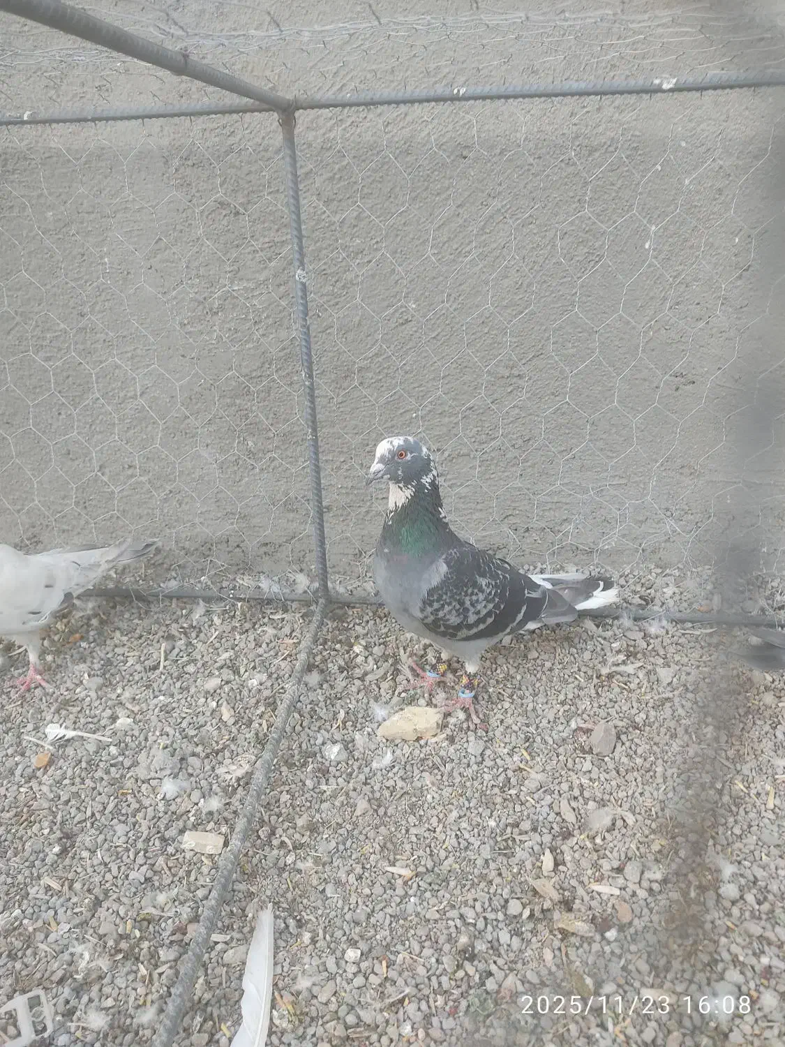 کبوتر|پرنده|مشکان, |دیوار