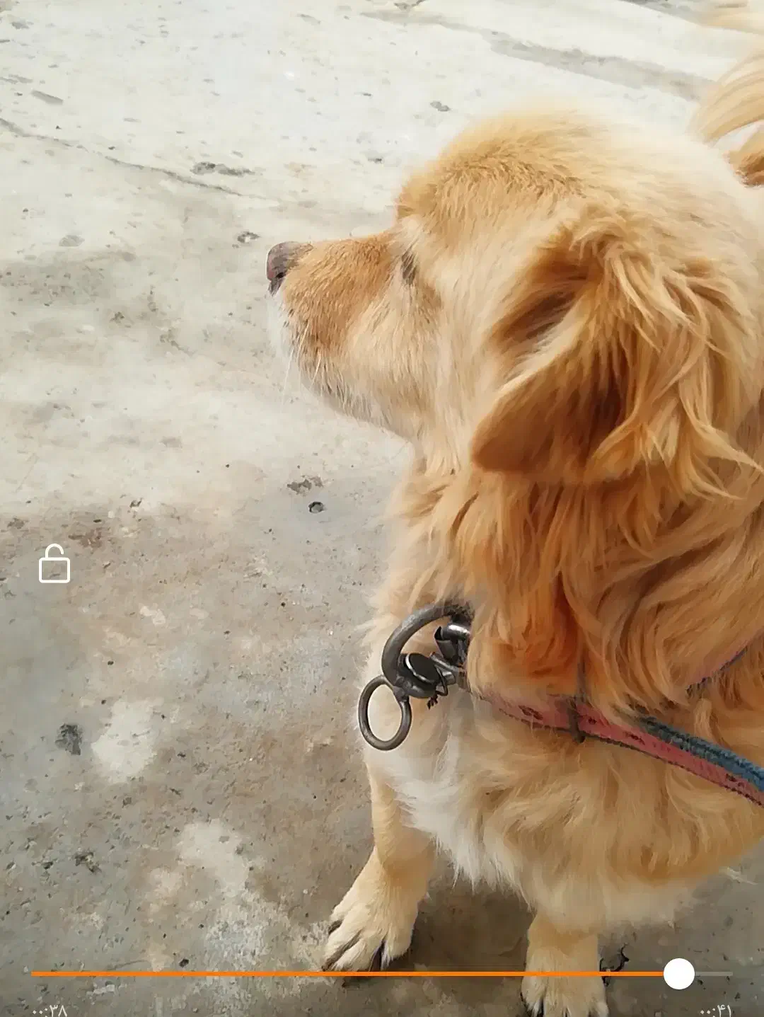 واگذاری سگ پا کوتاه نر|سگ|سقز, |دیوار