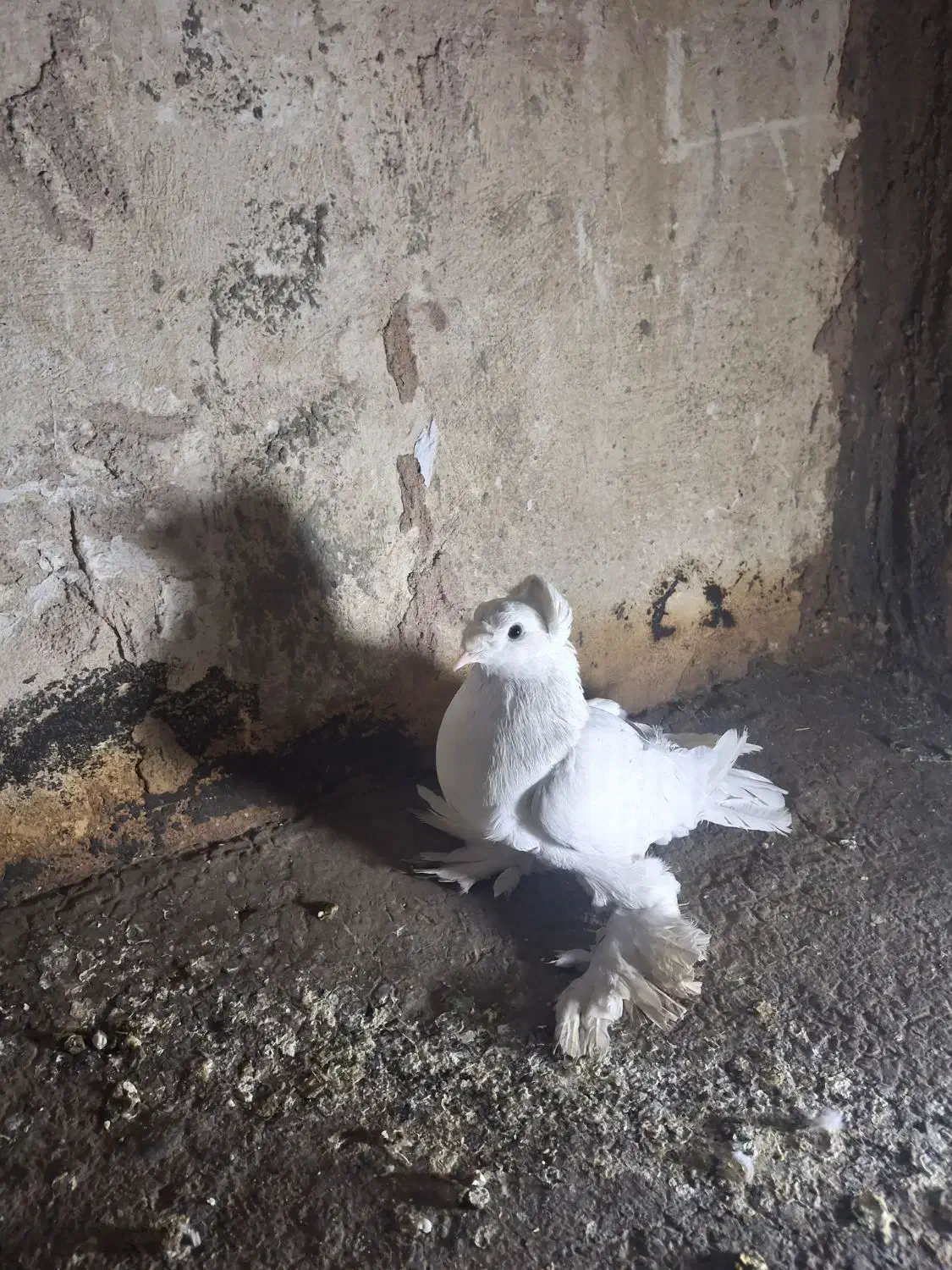 کفتر نقشی|پرنده|خمینی‌شهر, |دیوار