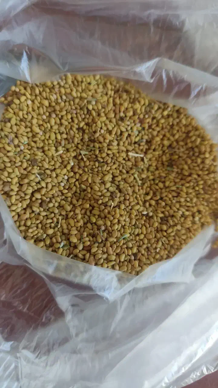 فروش انواع بذر یونجه پیاز باقله نخود فرنگی غصب|خدمات باغبانی و درختکاری|داراب, |دیوار