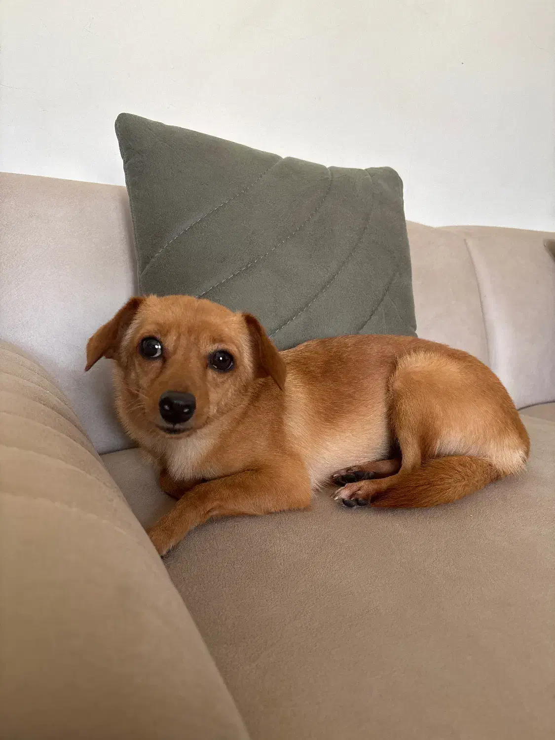 واگذاری سگ اشپیتز|سگ|کیش, |دیوار