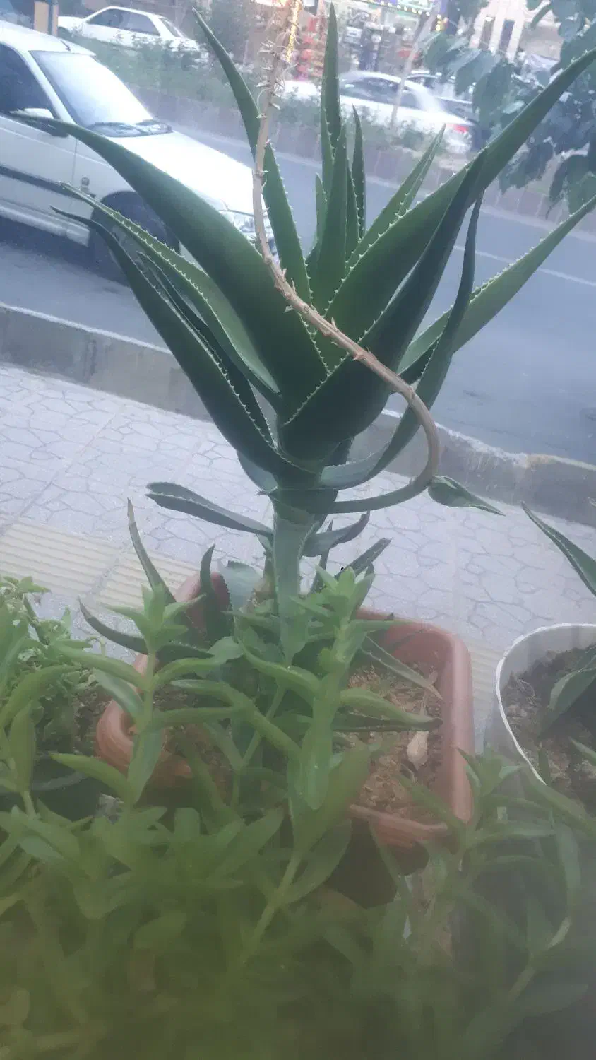 مهدیشهر ۱۵۰مترزمین املاک شاهوار|فروش زمین و ملک کلنگی|مهدی شهر, |دیوار