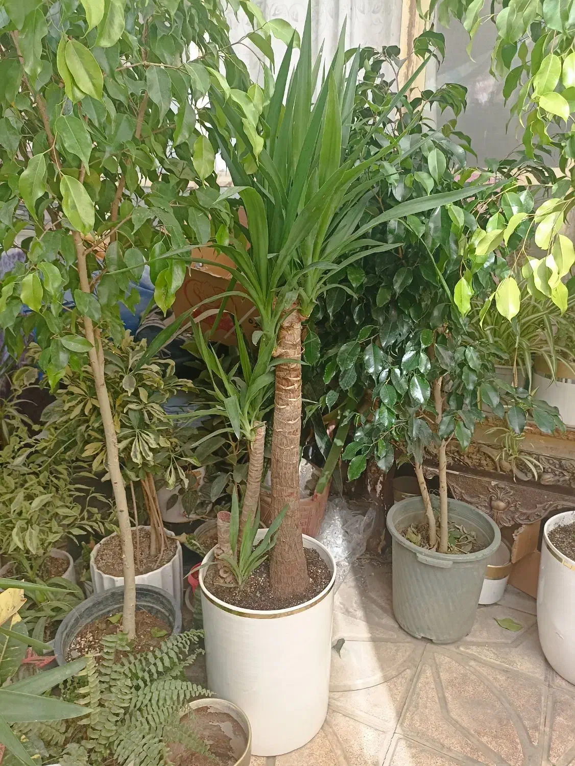 گل های آپارتمانی|گل و گیاه طبیعی|تبریز, |دیوار