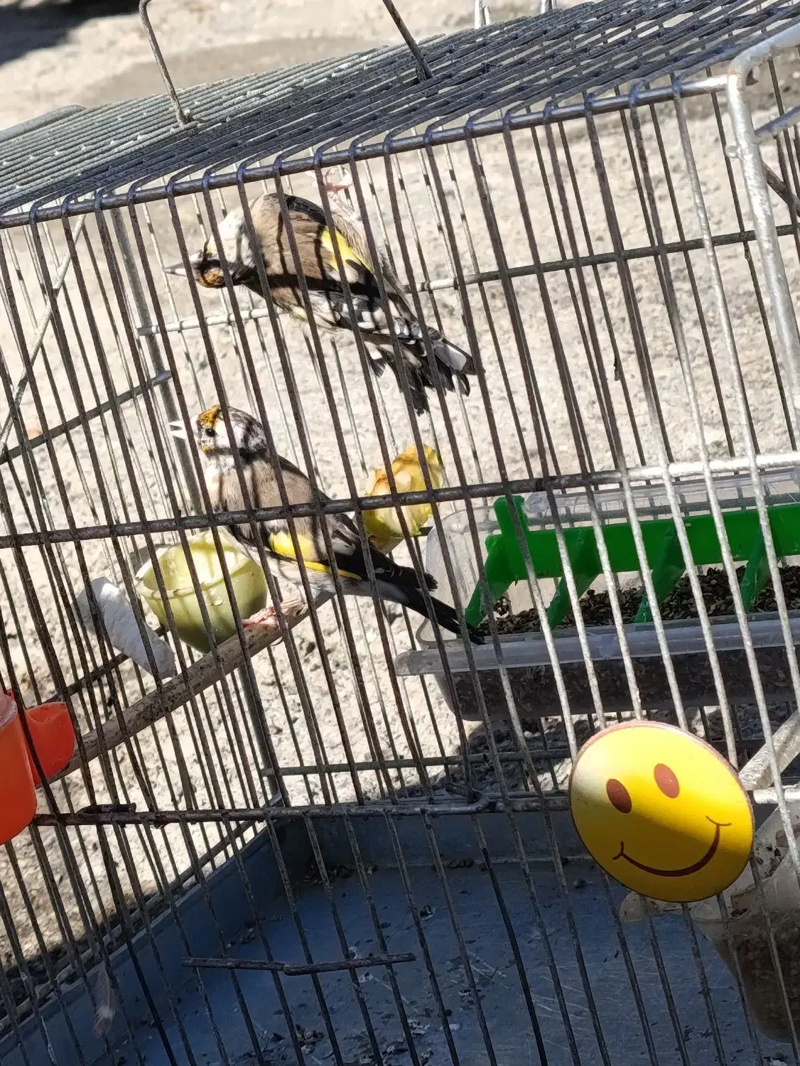 دوتا جوجه سهره نر زیر دهن|پرنده|دیواندره, |دیوار