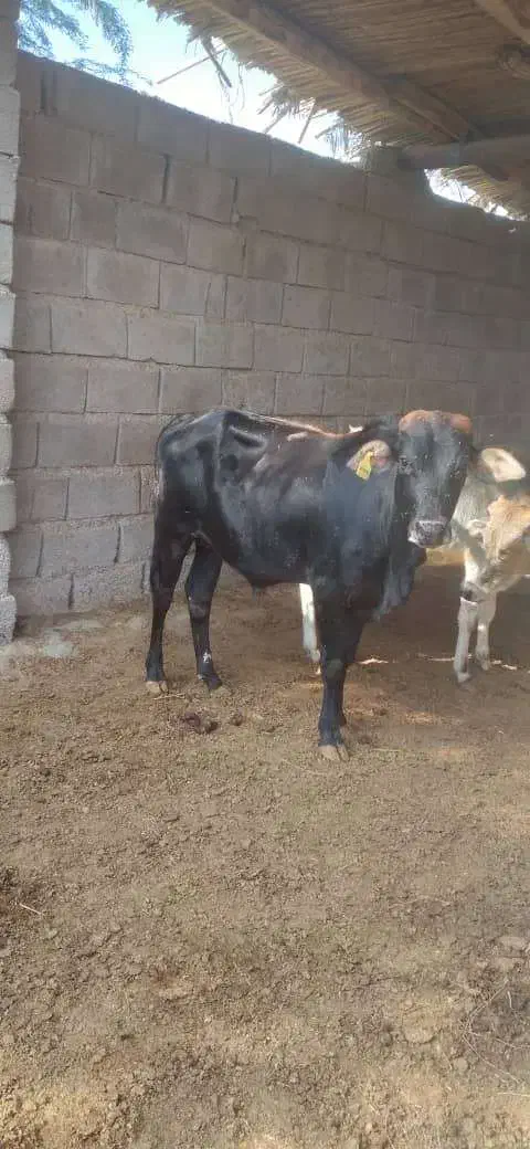 فروش گوساله نر و یک راس گاو ماده آبستن|حیوانات مزرعه|بندرعباس, |دیوار