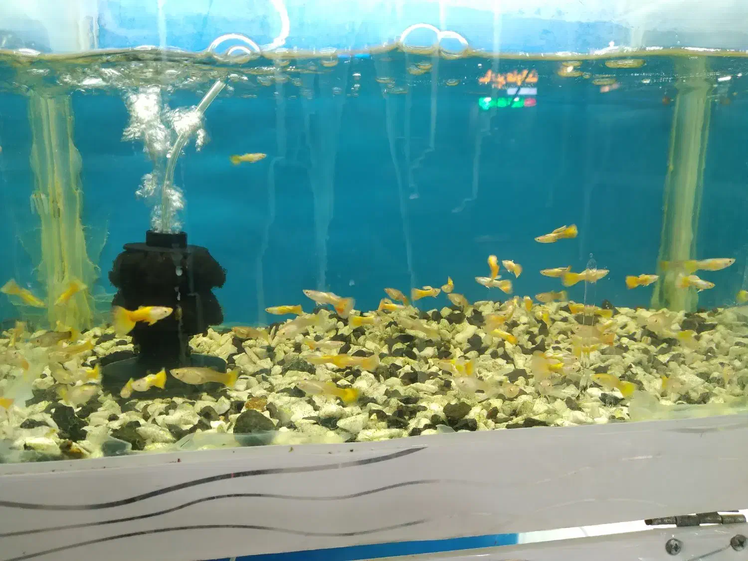 بارجدیدرسید|ماهی|اراک, |دیوار