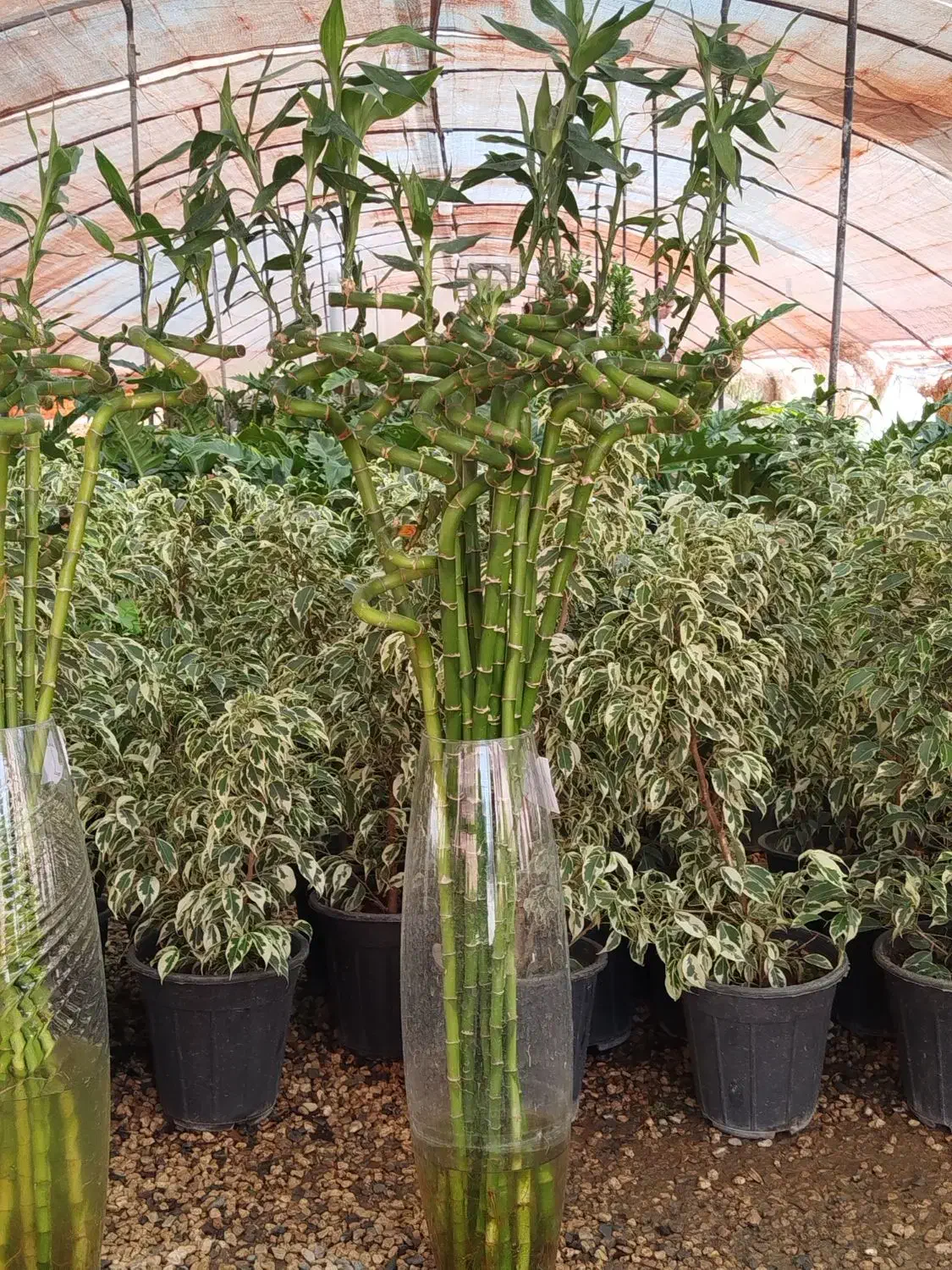 بامبو پیچ وارداتی|گل و گیاه طبیعی|اصفهان, زاجان|دیوار