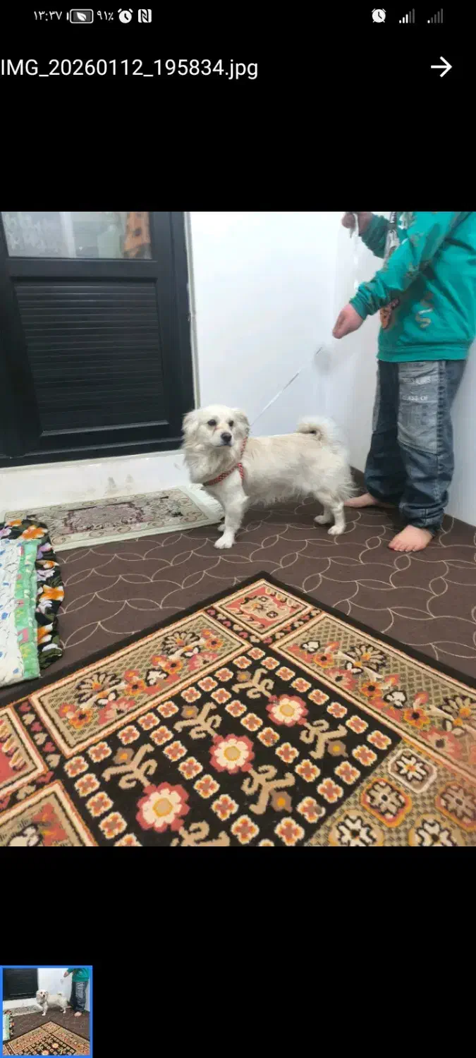 فروشی|سگ|نسیم‌شهر, |دیوار