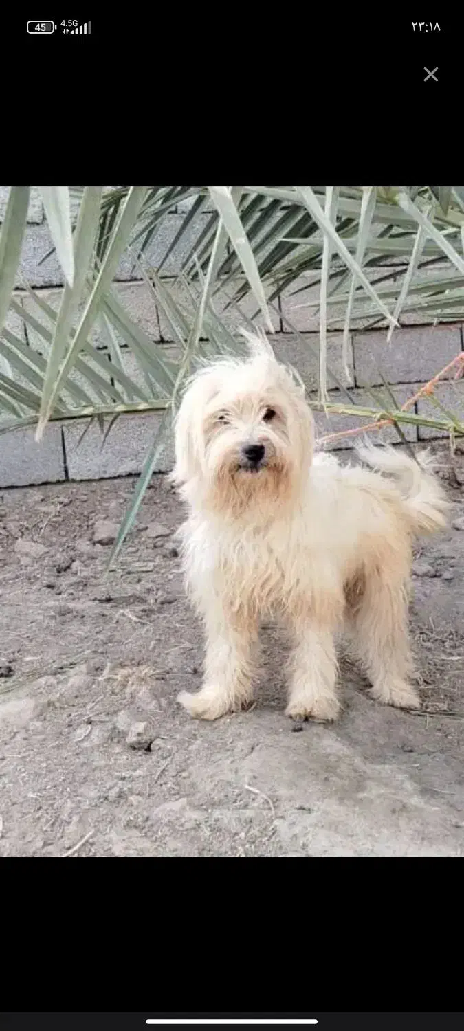 سگ پا کوتا شیتزو|سگ|بم, |دیوار