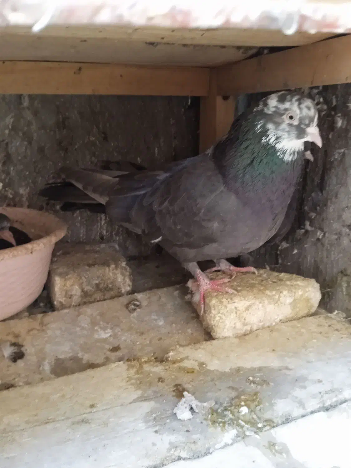 نر و ماده سرکه ای عتیقه|پرنده|فارسان, |دیوار