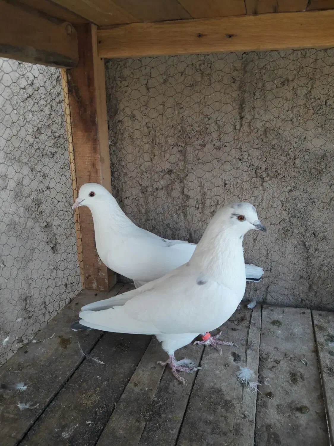 دوچرخه موتورسیکلت|دوچرخه، اسکیت، اسکوتر|آران و بیدگل, |دیوار