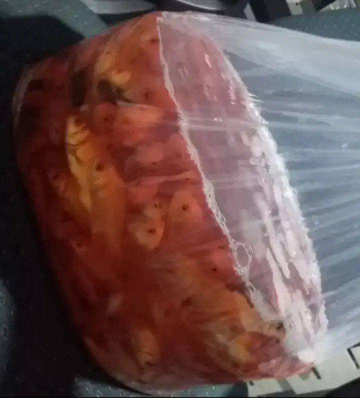 ماهی قرمز|ماهی|تربت‌حیدریه, میدان مرکزی|دیوار