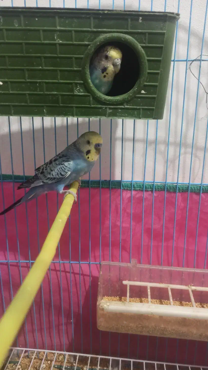 مرغ عشق|پرنده|دوگنبدان, |دیوار