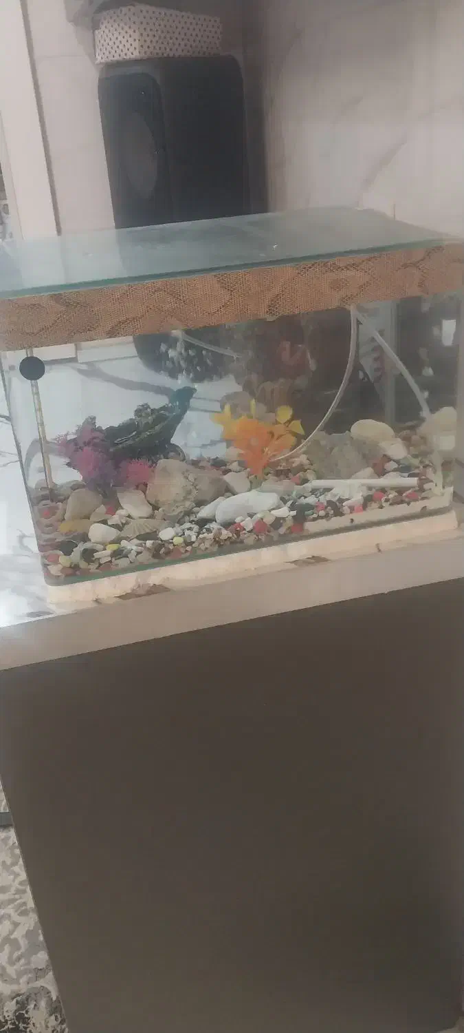 اکواریوم شیشه خم همراه با ماهی|ماهی|قرچک, میرزائی جنوبی|دیوار