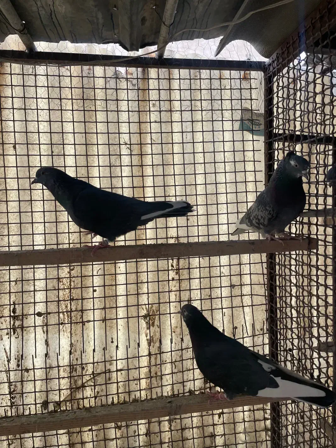 کبوتراصیل تیپلر انگلیسی|پرنده|تهران, شهرک آزادی|دیوار