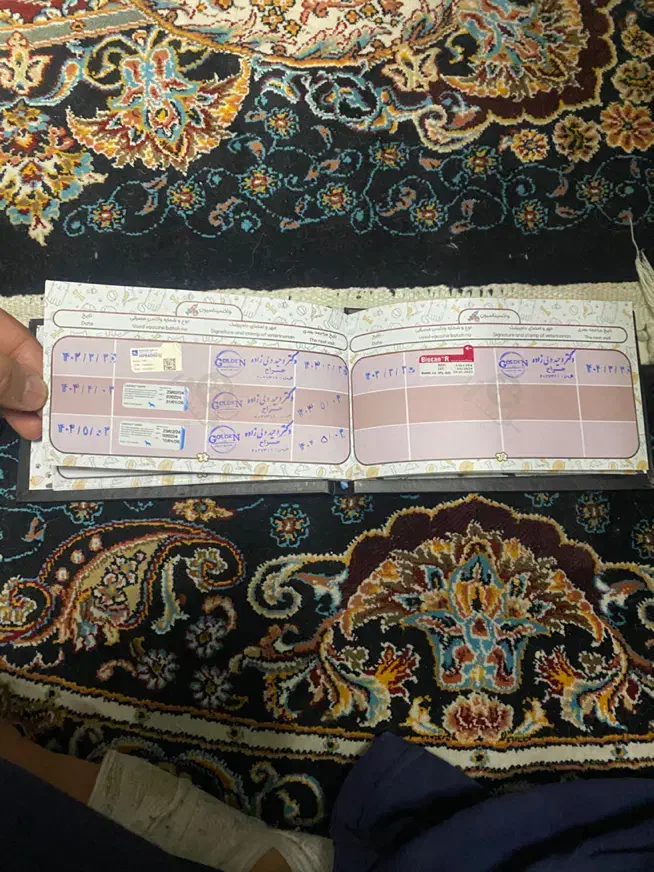 واگذاری سگ پاگ ماده|سگ|تبریز, |دیوار