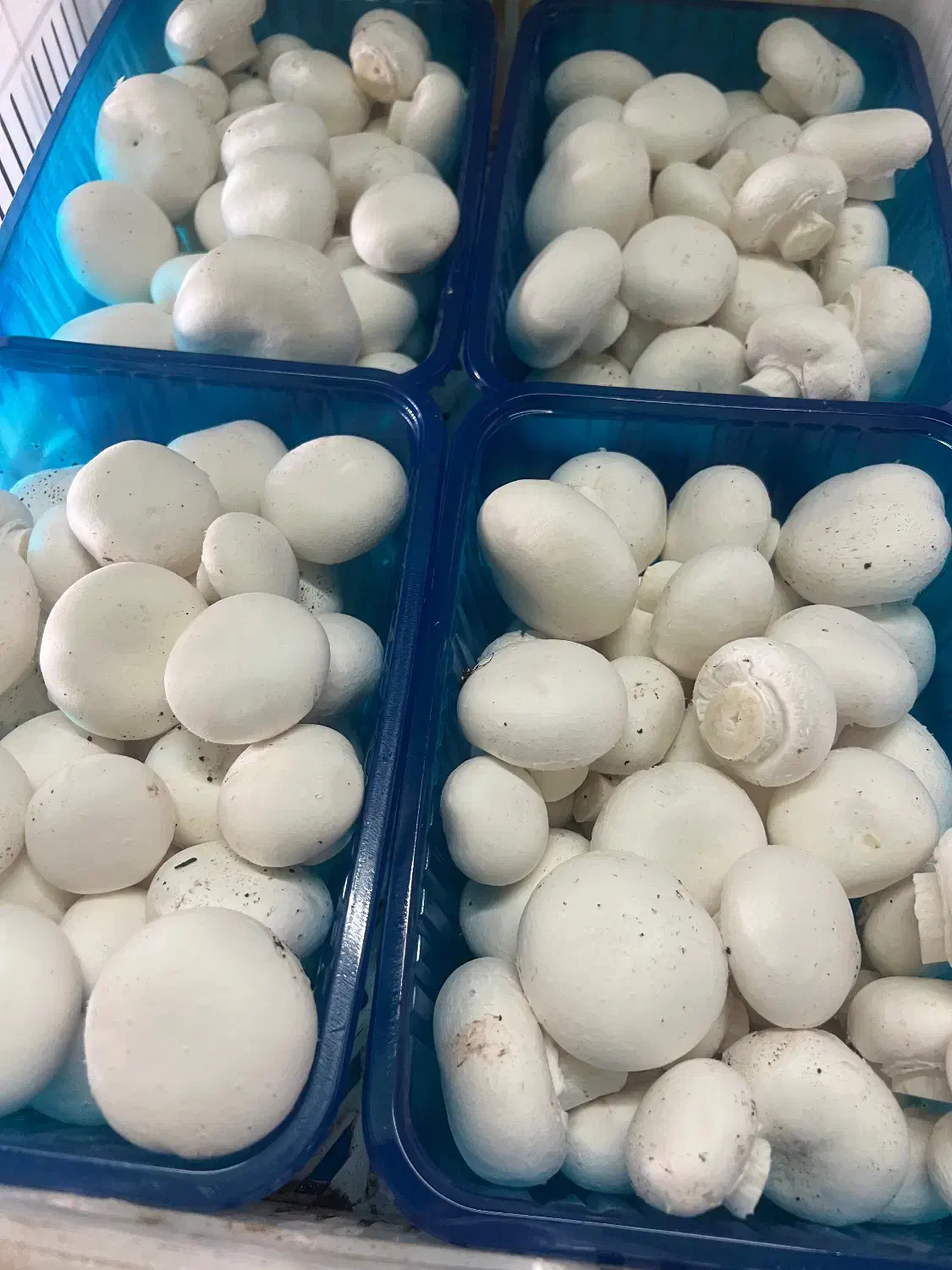 قارچ دکمه ای|خوردنی و آشامیدنی|فردیس, فردیس|دیوار