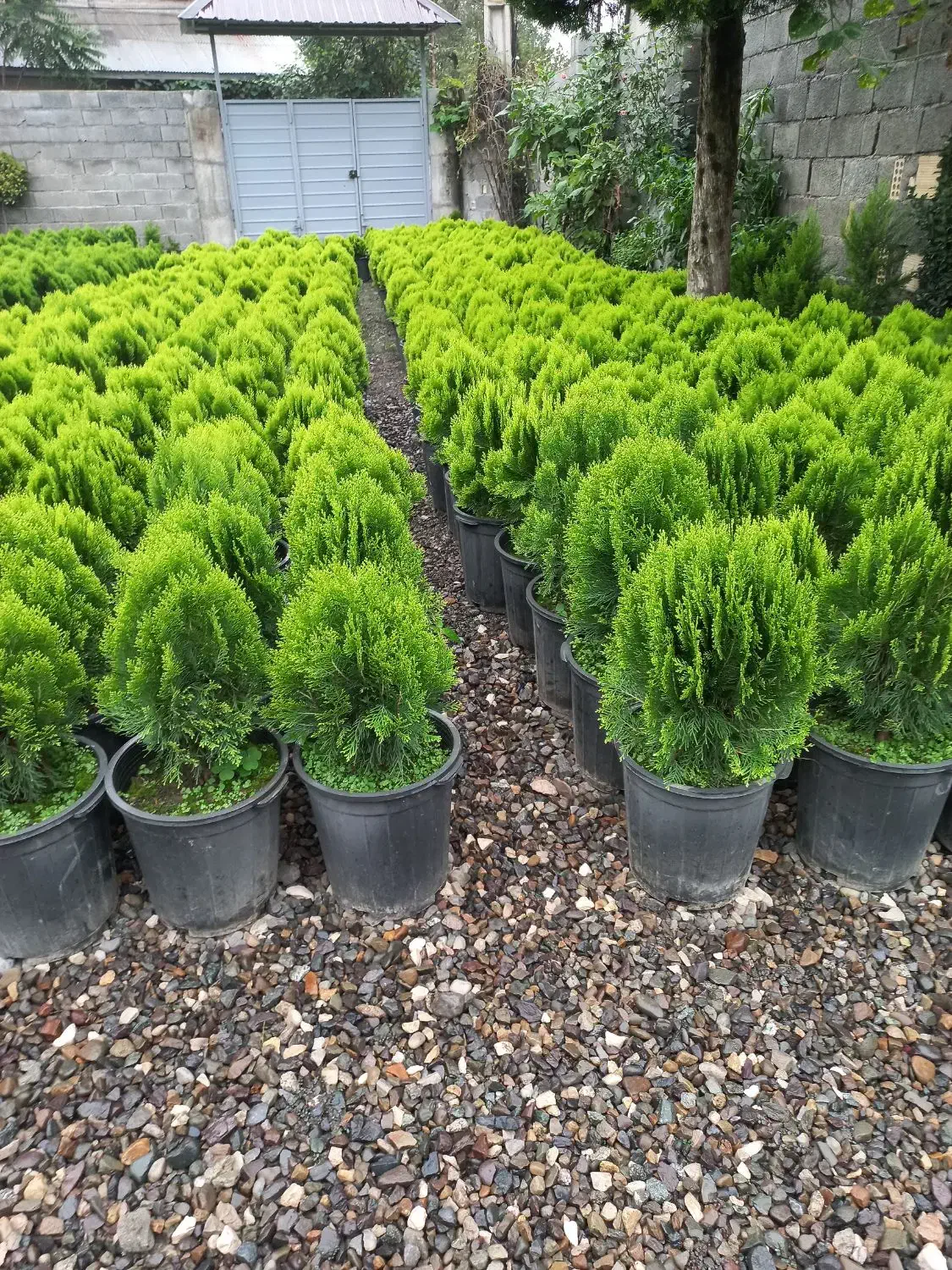 کامیس|خدمات باغبانی و درختکاری|تنکابن, |دیوار