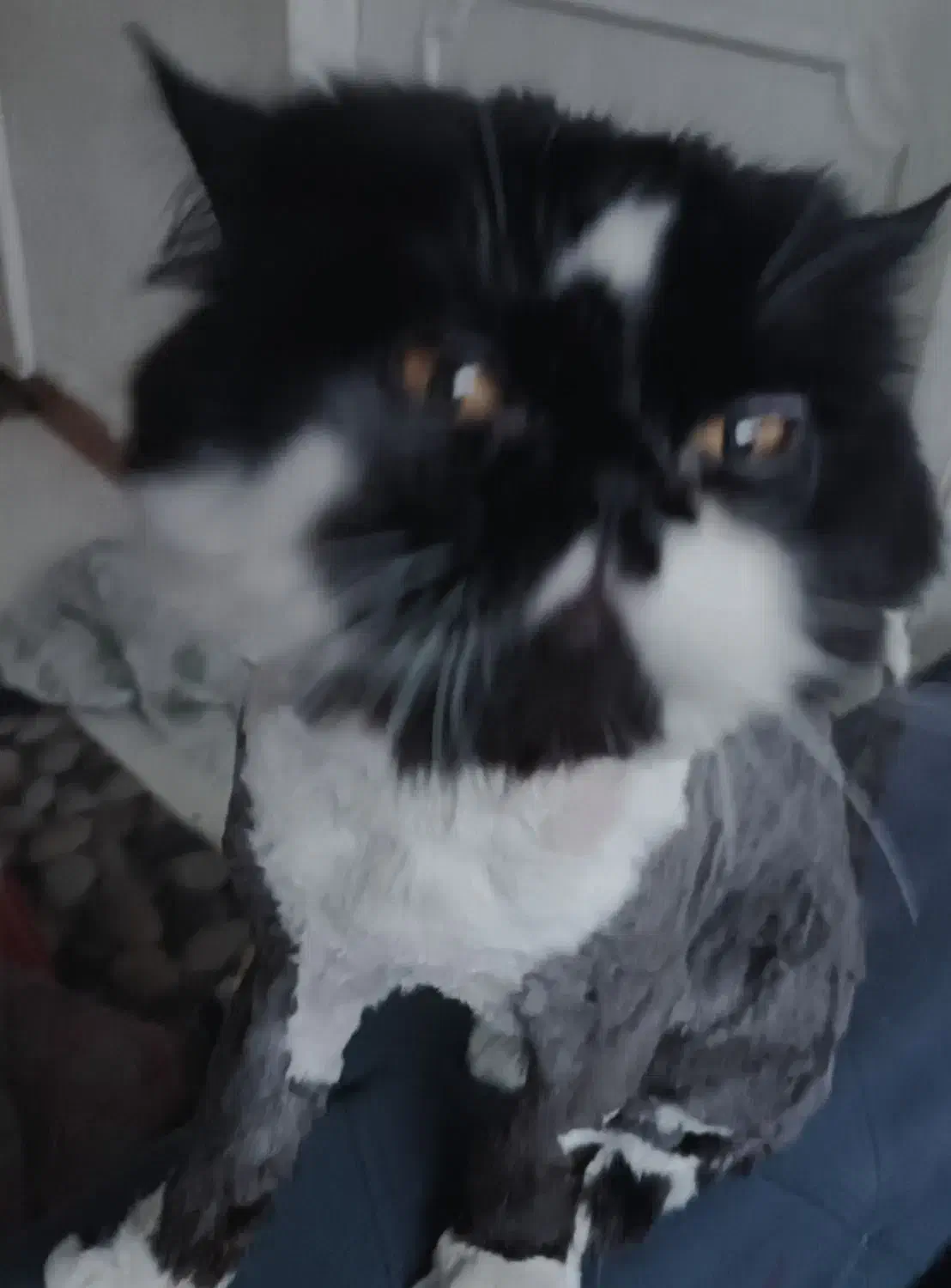 گربه پرشین نر|گربه|تهران, دروازه شمیران|دیوار