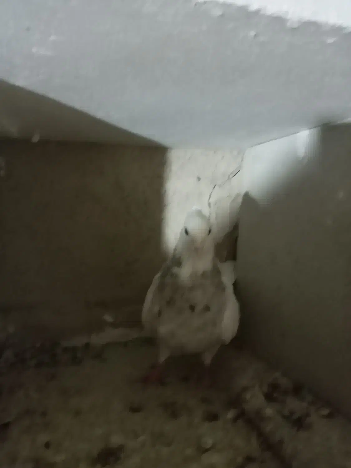 طوقی خال سیا ماده|پرنده|رزن, |دیوار