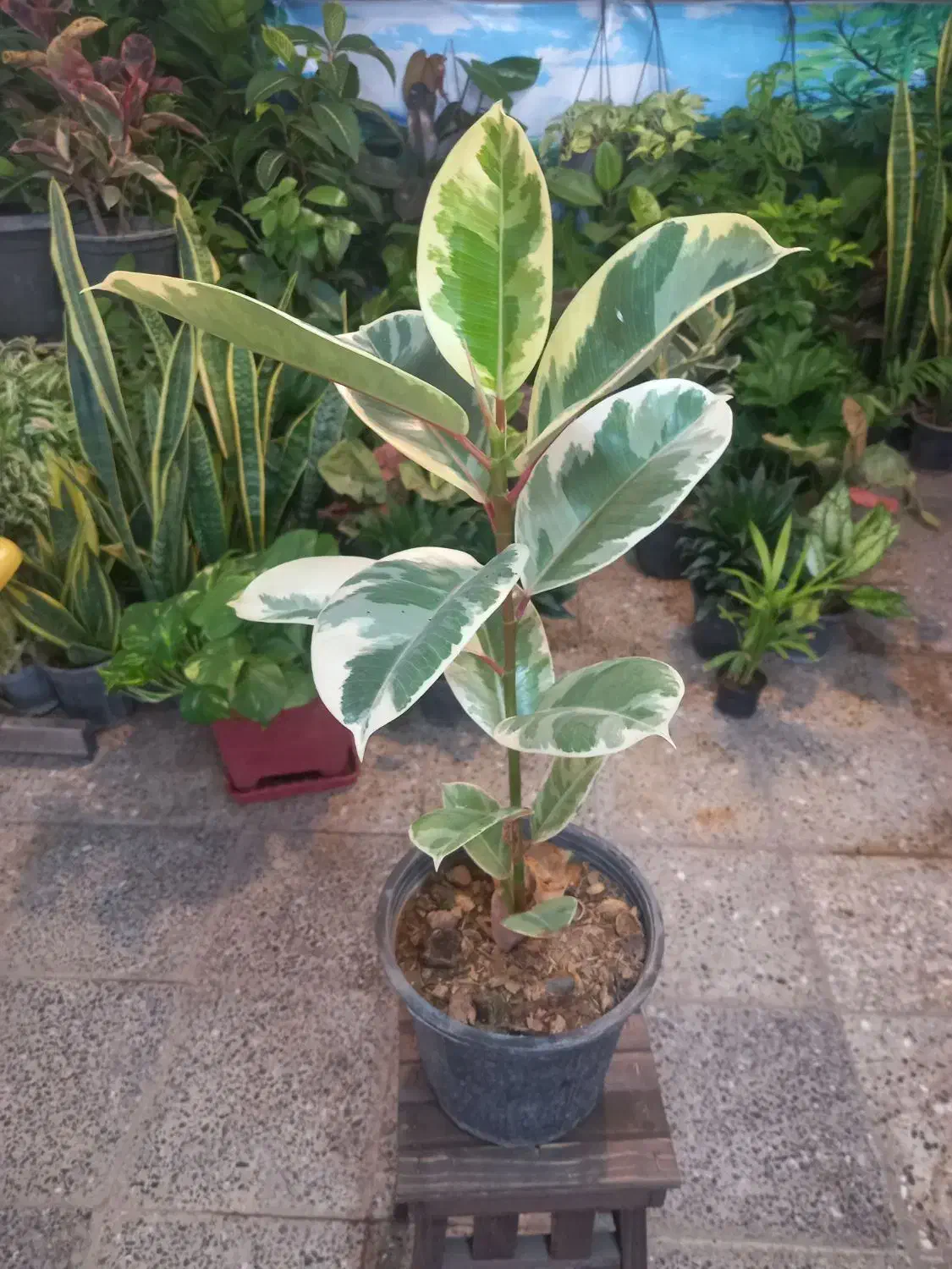 حراج گلهای باکیفیت اپارتمانی|گل و گیاه طبیعی|شهرکرد, |دیوار