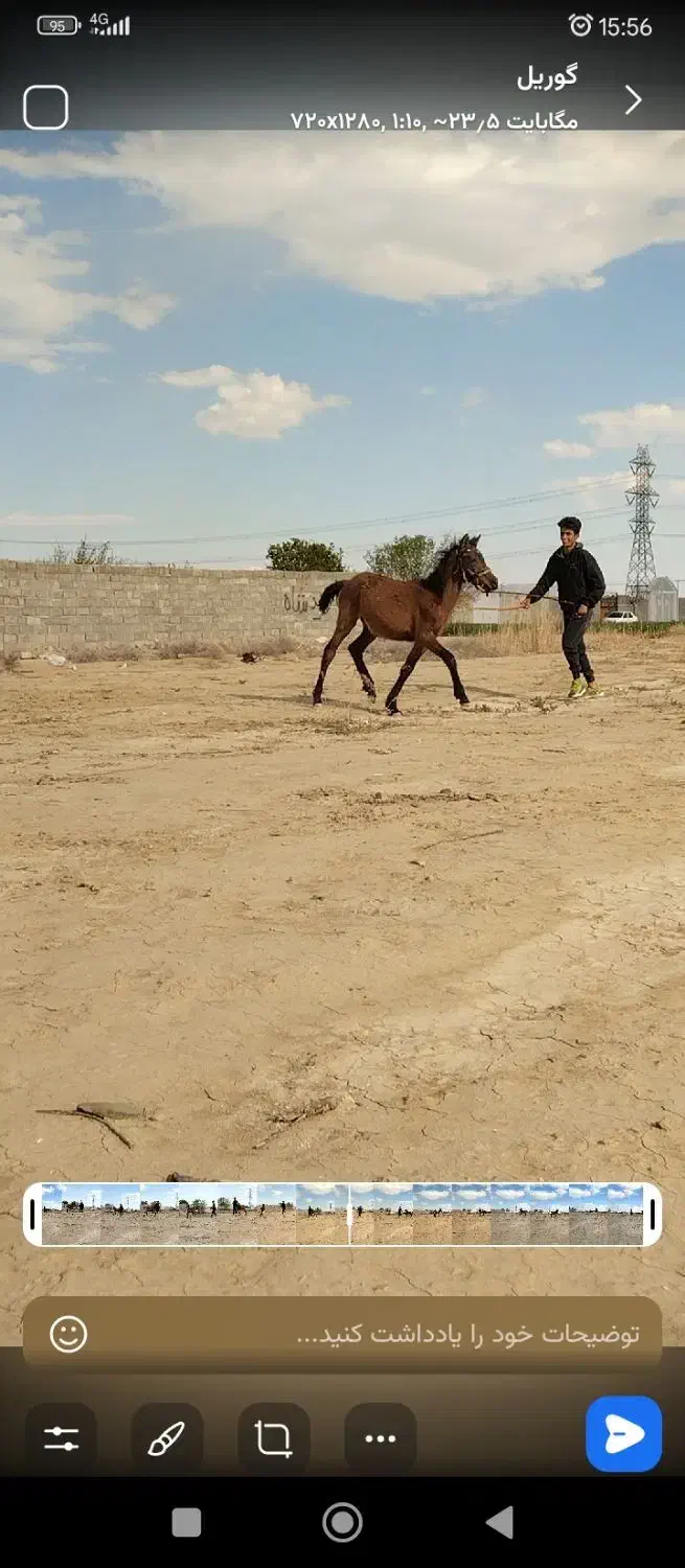 اسب|اسب و تجهیزات اسبسواری|کهریزک, |دیوار