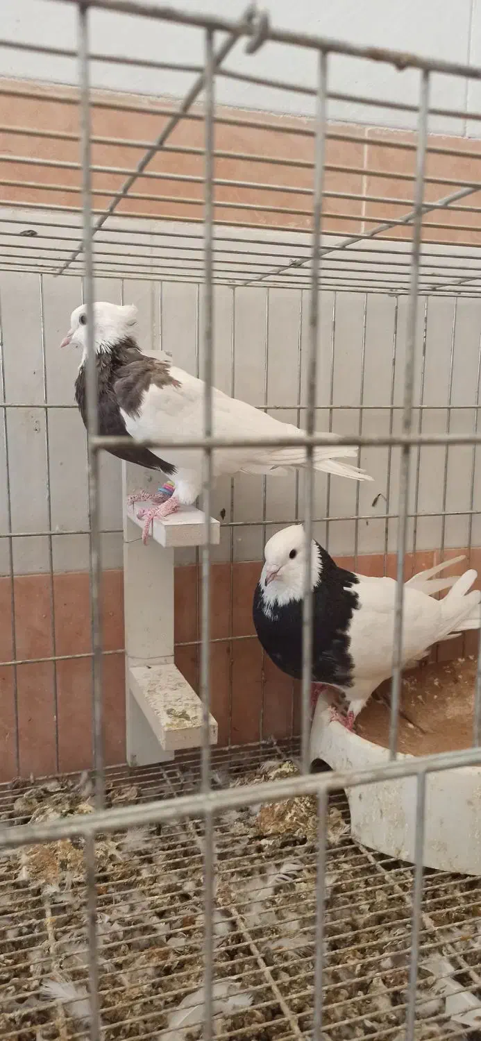 جفت کبوتر طوقی|پرنده|لار, |دیوار